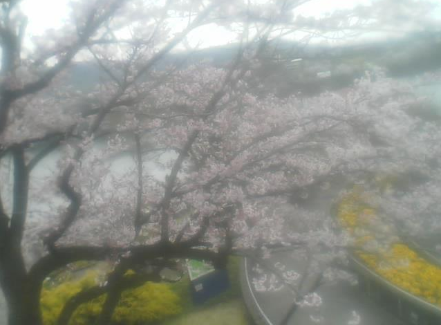 津久井湖観光センターから津久井湖・観光センター入口・観光センター駐車場・桜