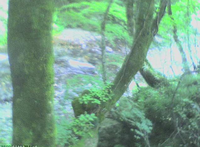 ブナの実湯ノ小屋第3ライブカメラは、群馬県みなかみ町藤原のブナの実湯ノ小屋に設置された木ノ根沢清流が見えるライブカメラです。