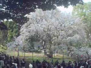 群馬県道64号平川横塚線川場ライブカメラ(群馬県川場村川場湯原) ライブカメラDB