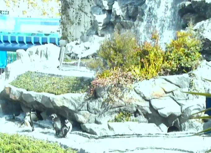サンシャイン水族館ペンギンビーチライブカメラ(東京都豊島区東池袋)
