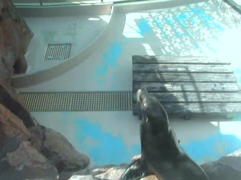 サンシャイン水族館アシカたちの砂浜ライブカメラ(東京都豊島区東池袋)