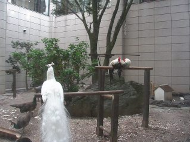 ホテル多度温泉から中庭で飼育しているトウテンコウ