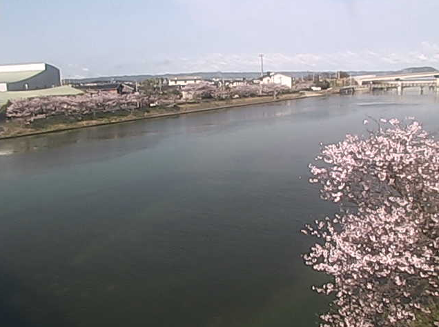 玉島川の桜