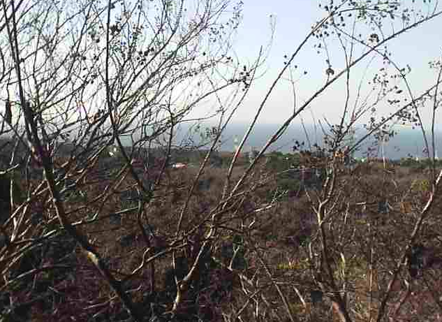 伊豆大島ホテル＆リゾートマシオから海原