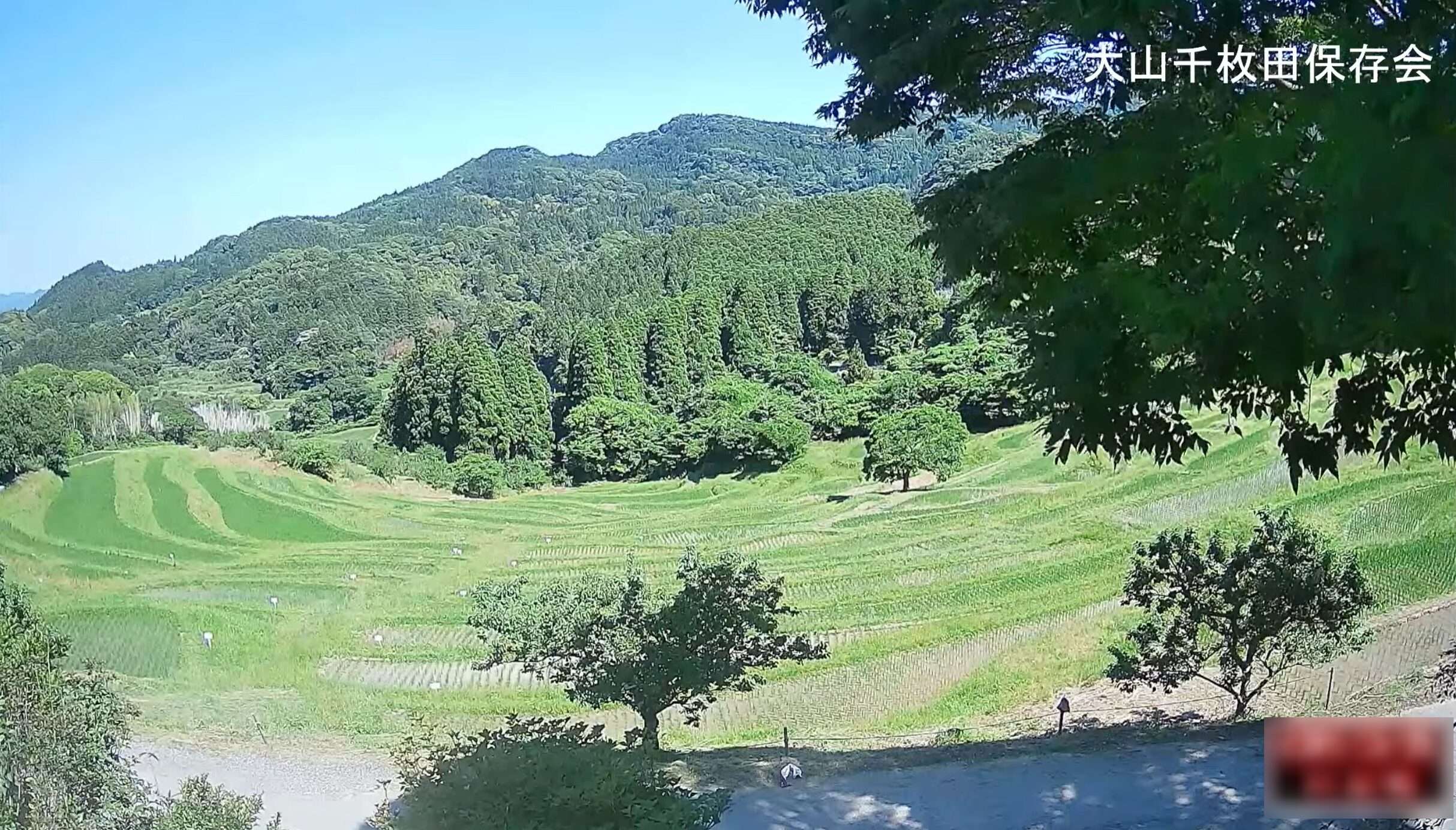 大山千枚田ライブカメラ(千葉県鴨川市平塚)
