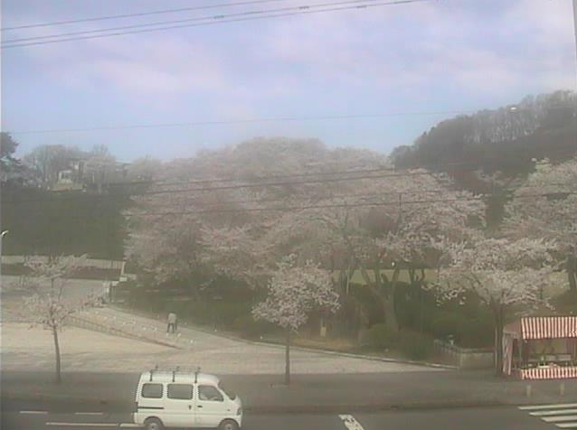 西山公園の桜