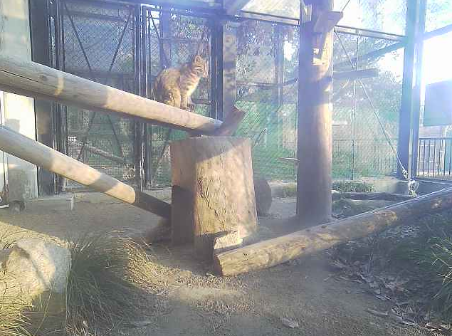 福岡市動物園ツシマヤマネコ