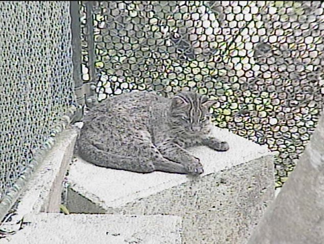 西表野生生物保護センターのイリオモテヤマネコ