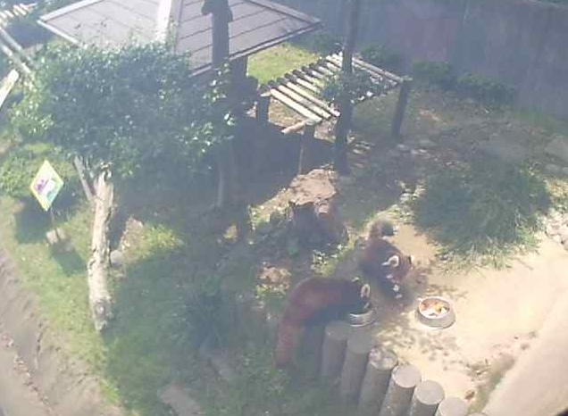 鯖江市西山動物園レッサーパンダ屋外展示場