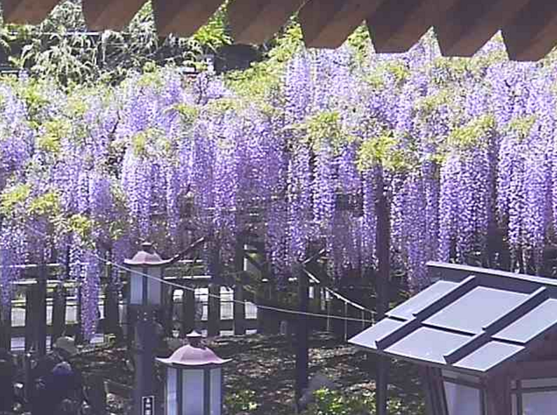 黒木の大藤ライブカメラ(福岡県八女市黒木町)