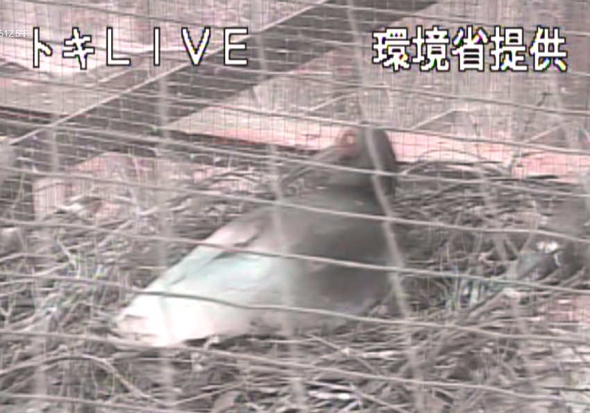 佐渡トキ保護センターライブカメラ(新潟県佐渡市新穂長畝)