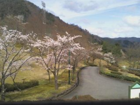 新温泉町健康公園の桜