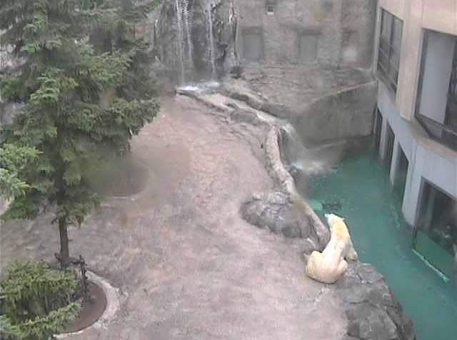 旭山動物園ほっきょくぐま館ライブカメラは、北海道旭川市東旭川町の旭山動物園に設置されたほっきょくぐま館が見えるライブカメラです。