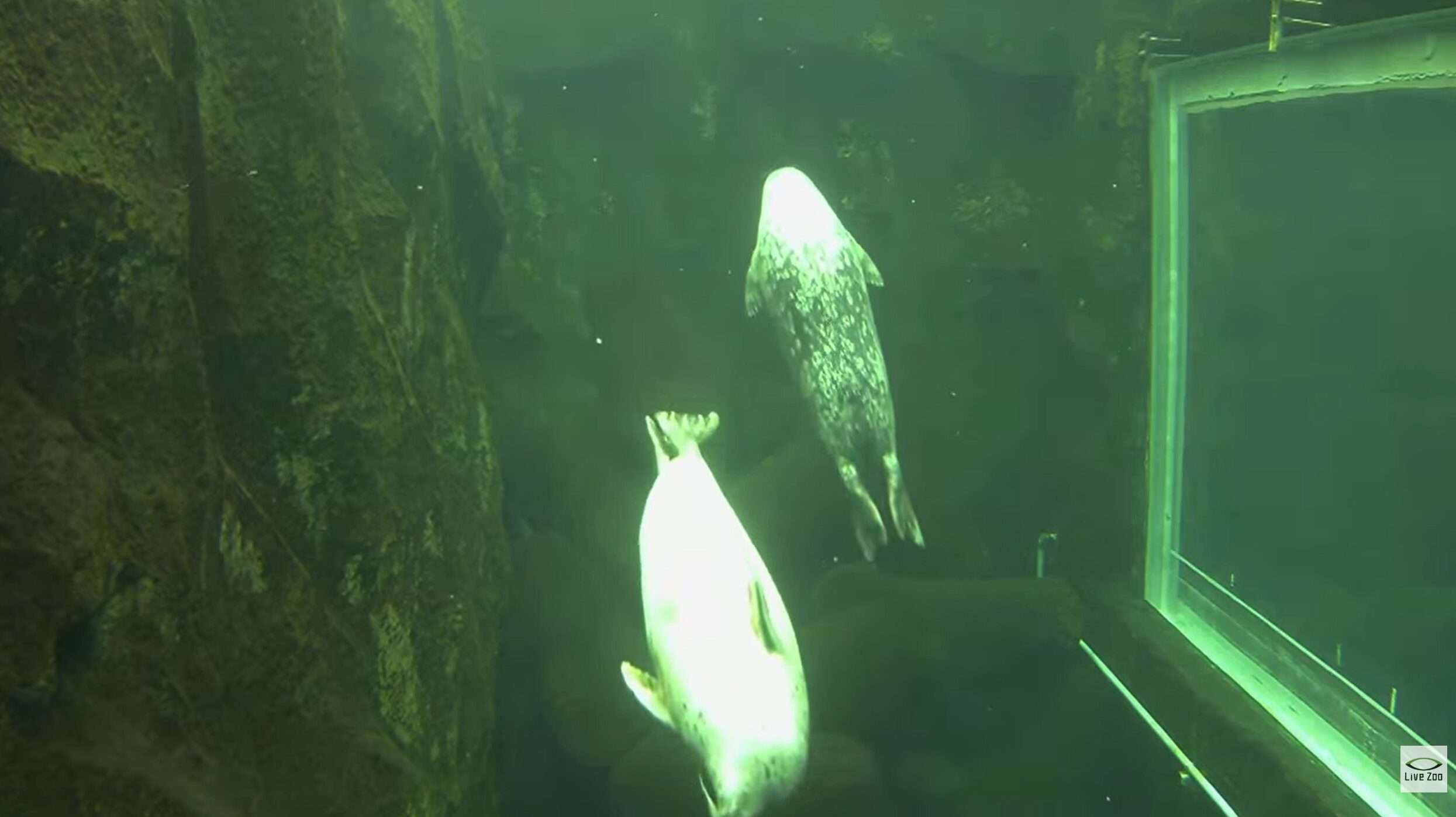 旭山動物園あざらし館水中ライブカメラ(北海道旭川市東旭川町倉沼)