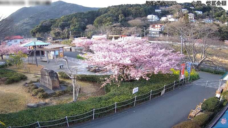河津桜笹原公園ライブカメラ(静岡県河津町笹原)