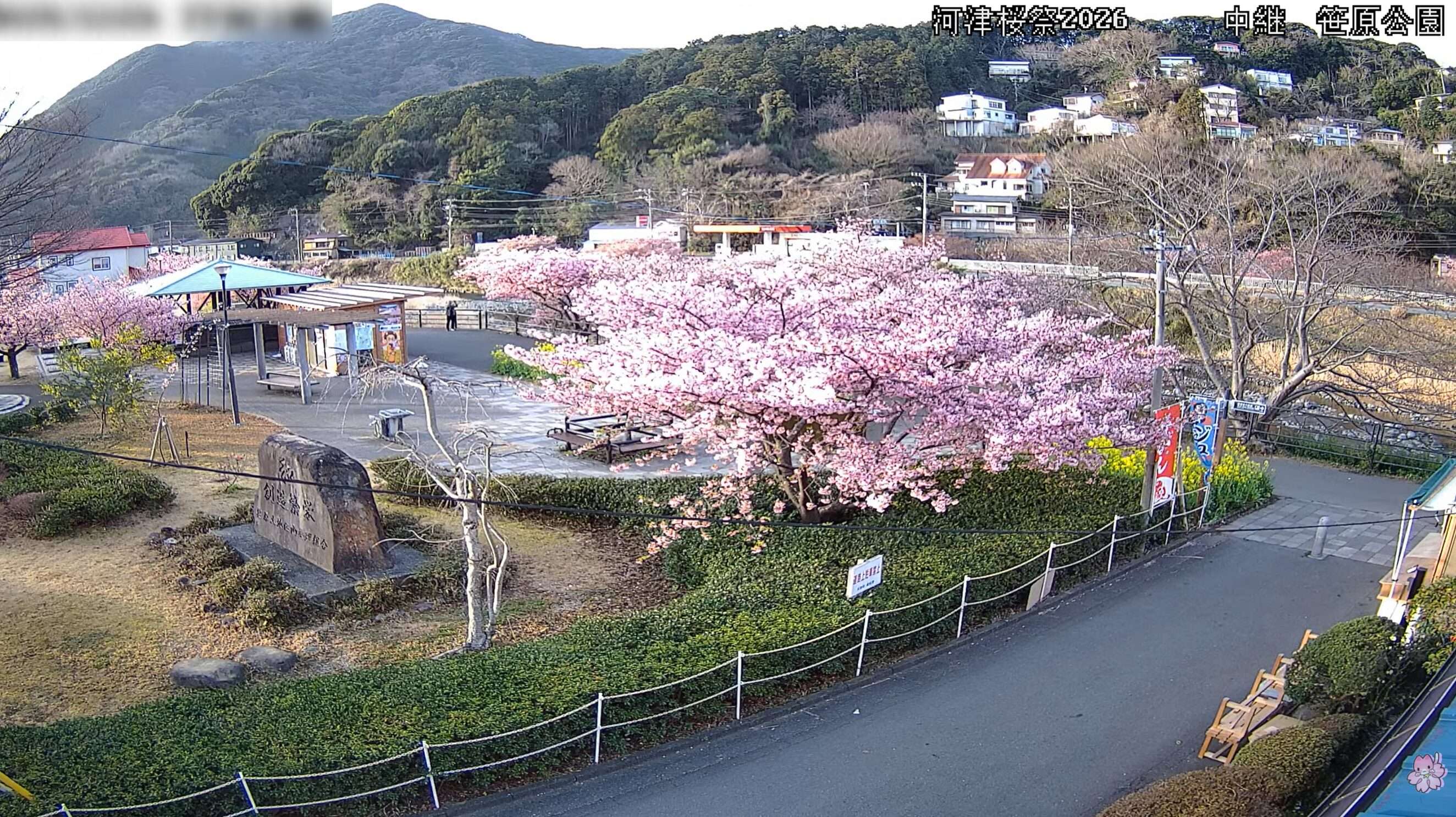 河津桜笹原公園ライブカメラ(静岡県河津町笹原)