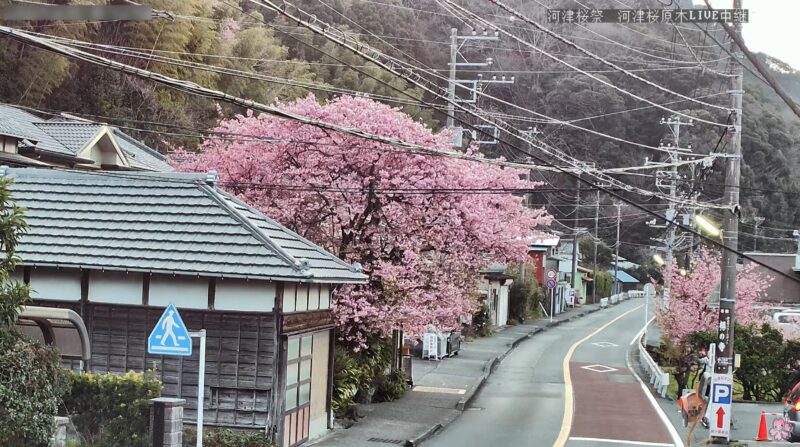 河津桜まつり河津桜原木ライブカメラ(静岡県河津町田中)