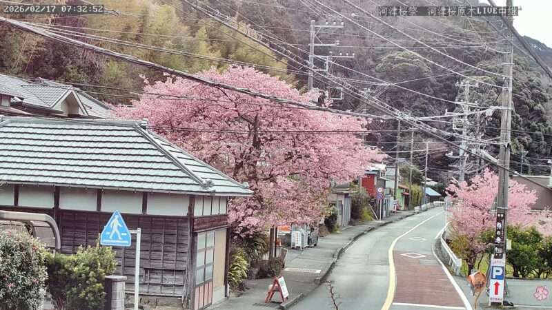河津桜まつり河津桜原木ライブカメラ(静岡県河津町田中) 2026年2月17日 河津桜原木満開