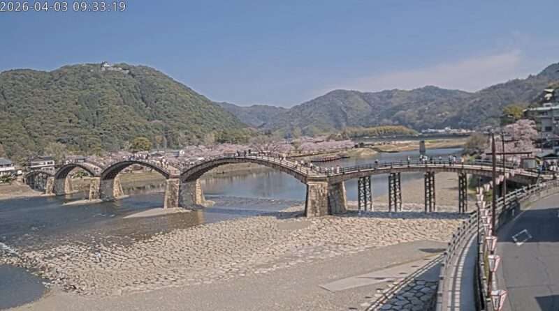 錦帯橋ライブカメラ(山口県岩国市岩国) 2026年4月3日 錦帯橋の桜
