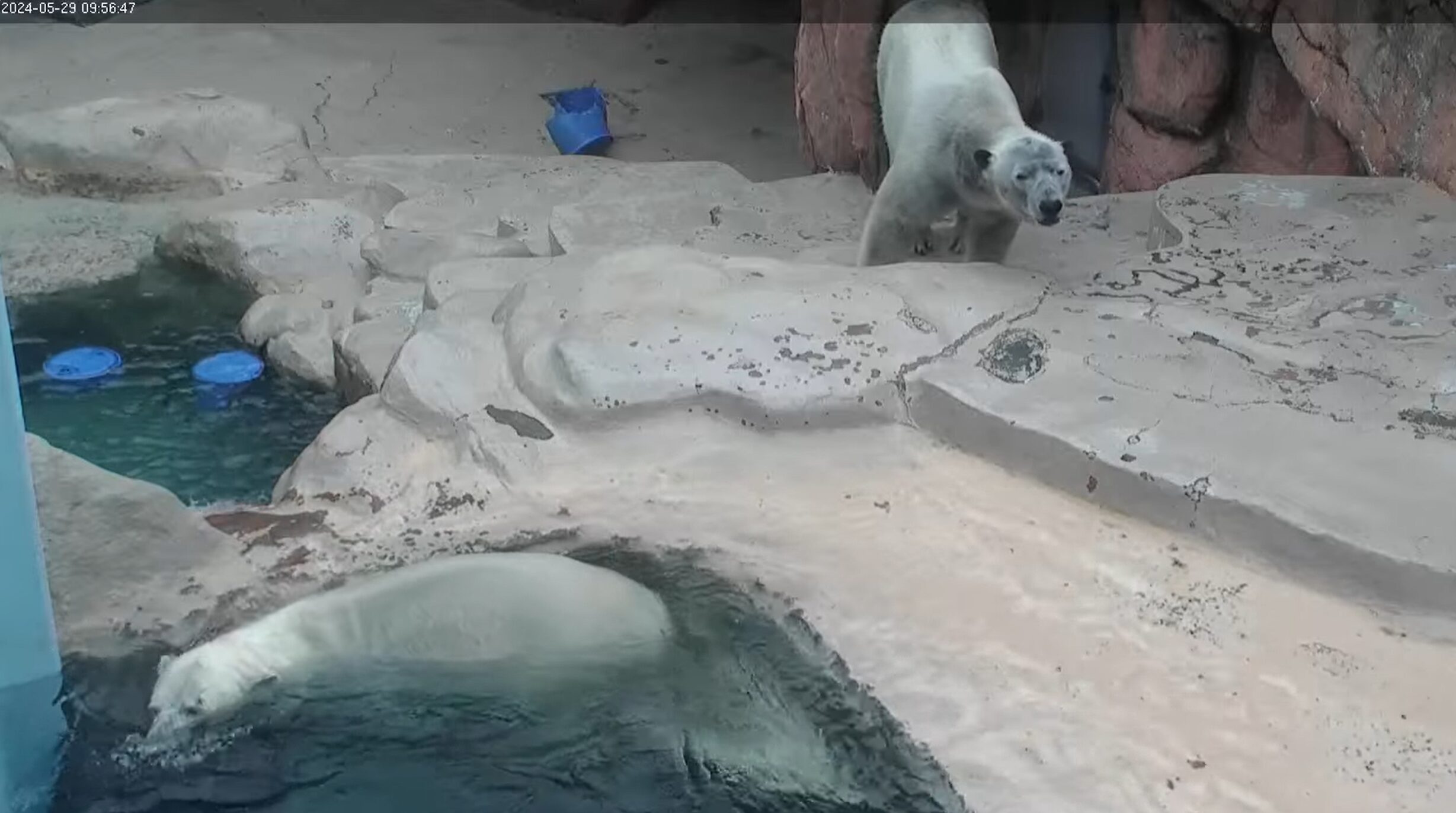 日本平動物園ホッキョクグマライブカメラ(静岡県静岡市駿河区)