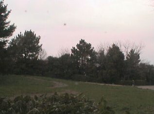 ブルーボネットワイルドフラワーの里