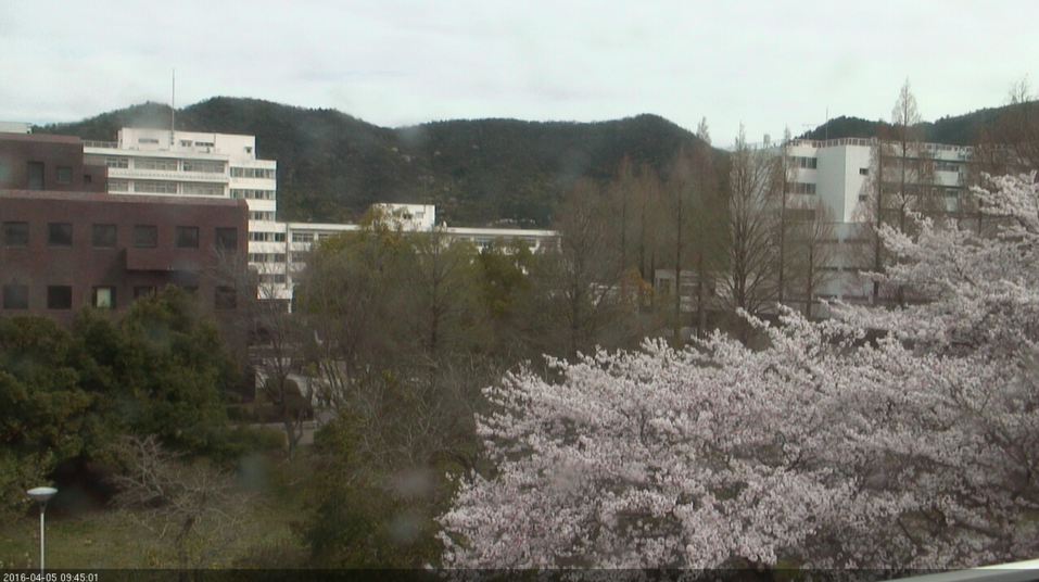 岐阜大学の桜