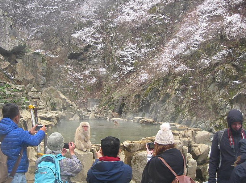 地獄谷野猿公苑ニホンザル