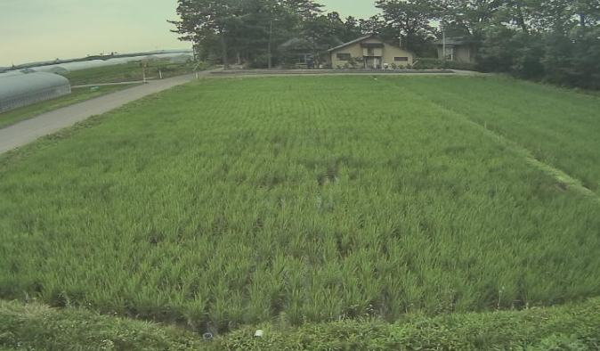 青山農場から田んぼが見えるライブカメラ。