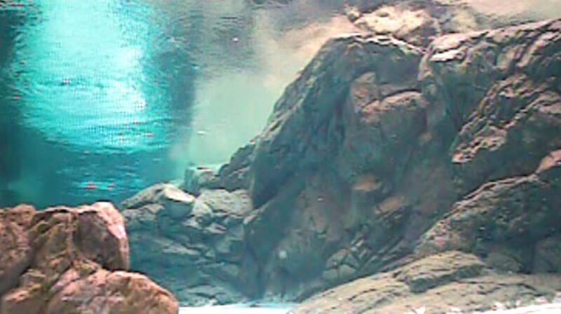よこはま動物園ズーラシアフンボルトペンギン水中ライブカメラ(神奈川県横浜市旭区)