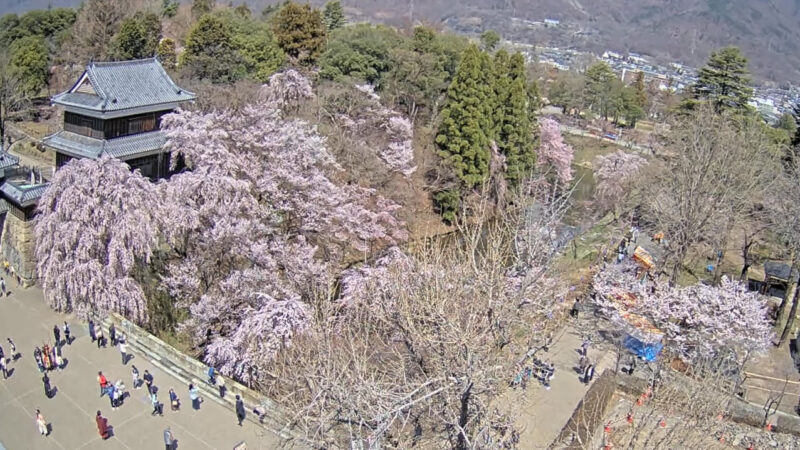 UCV上田城千本桜お堀東側ライブカメラ(長野県上田市二の丸)