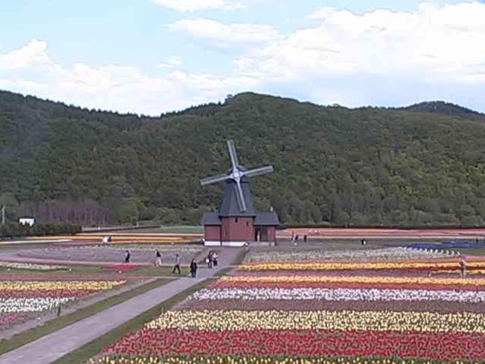 かみゆうべつチューリップ公園第1ライブカメラ(北海道湧別町上湧別)