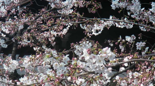靖国神社から桜(ソメイヨシノ)