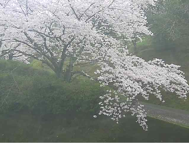 丸山公園桜標本木