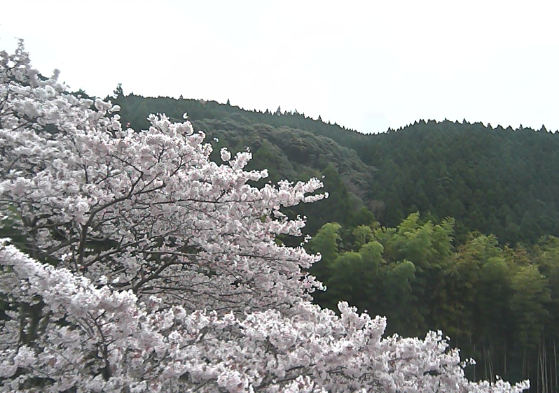 水上村役場の桜