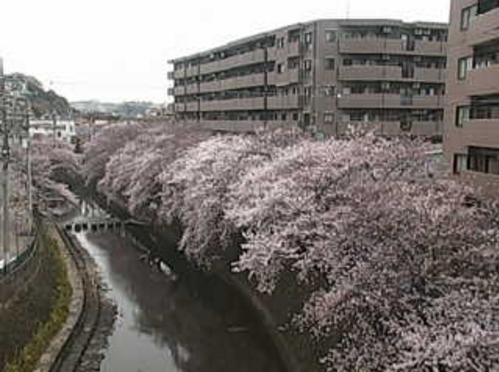大岡川桜並木