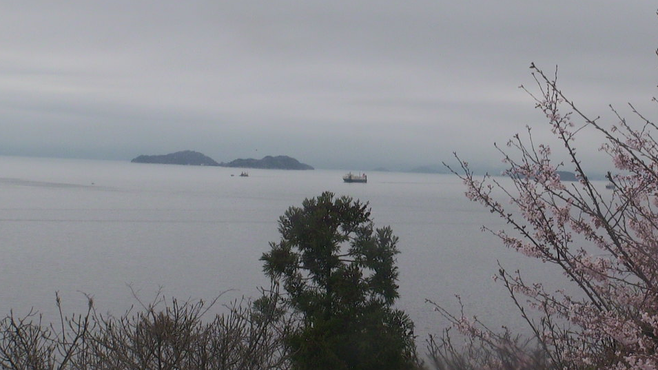豊島船の見える丘から瀬戸内海・桜