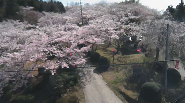 木野山公園の桜