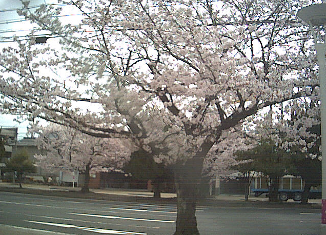 三滝通り桜