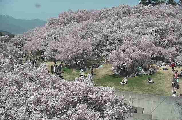 高遠城址公園から信州高遠美術館前・桜