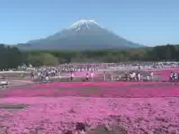富士芝桜まつり