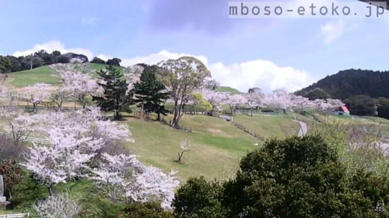 千葉県酪農のさとライブカメラ(千葉県南房総市大井) 2026年4月6日 桜開花状況