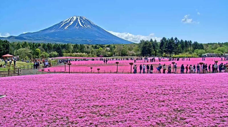 期間限定 富士芝桜まつりライブカメラ 山梨県富士河口湖町本栖 ライブカメラdb