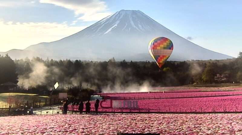 富士芝桜まつりライブカメラ(山梨県富士河口湖町本栖) 富士芝桜まつり気球係留体験