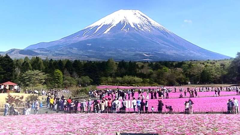 富士芝桜まつりライブカメラ(山梨県富士河口湖町本栖) 2026年5月2日 芝桜開花状況