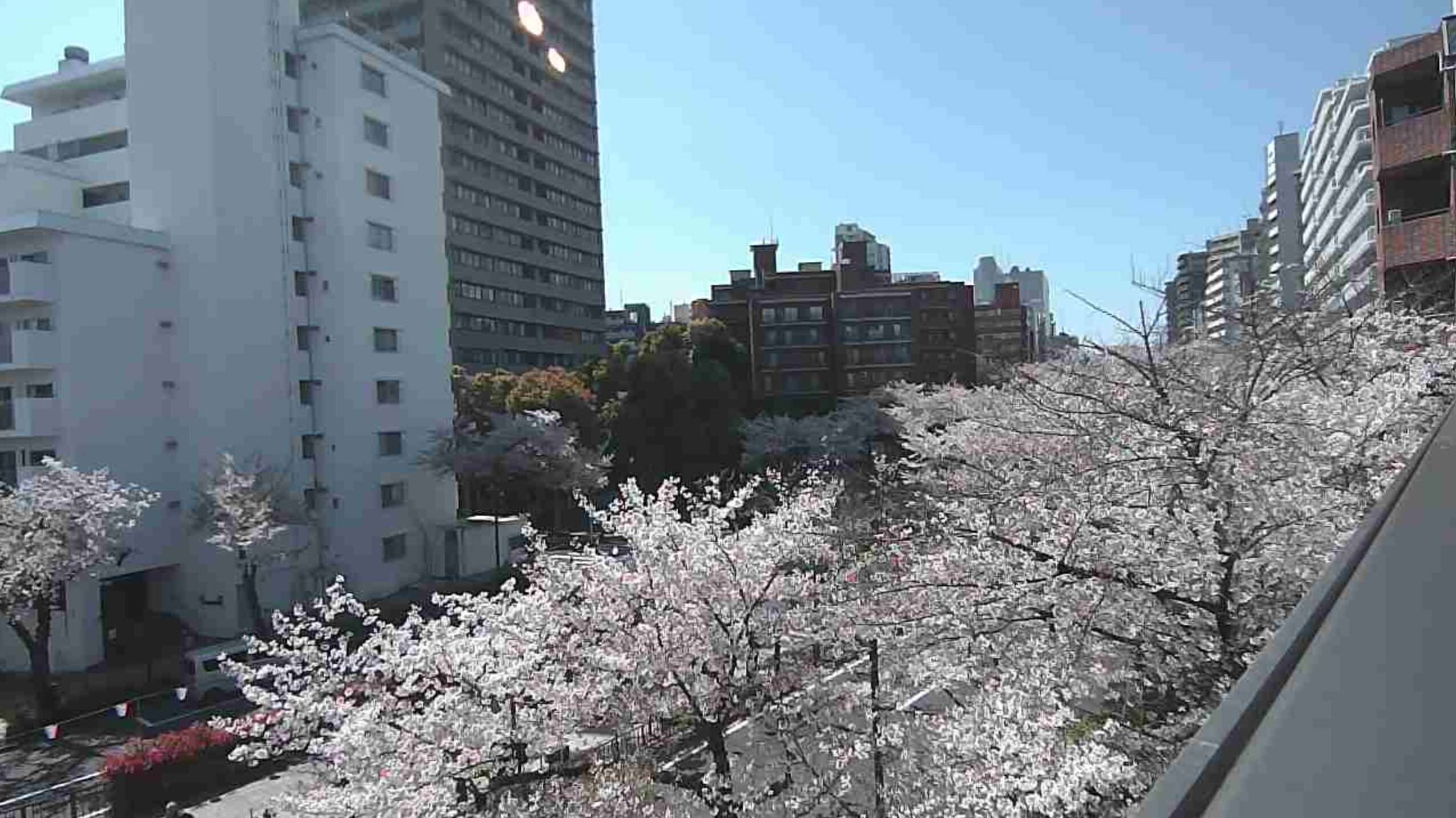 播磨坂さくら並木ライブカメラ(東京都文京区小石川)
