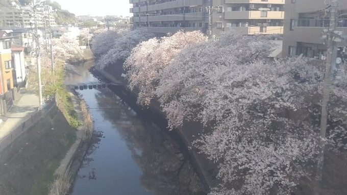 期間限定 横浜弘明寺商店街大岡川桜並木ライブカメラ 神奈川県横浜市南区 ライブカメラdb