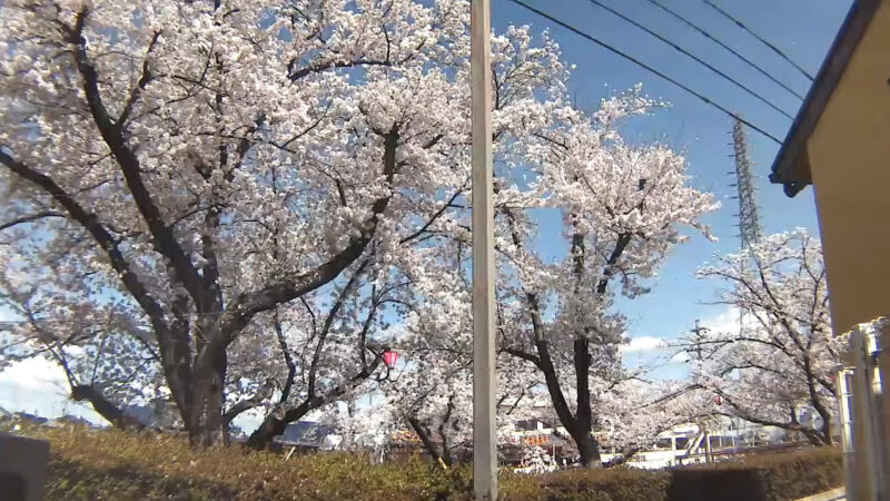 大口町ワークセンター五条川桜並木ライブカメラ(愛知県大口町下小口)