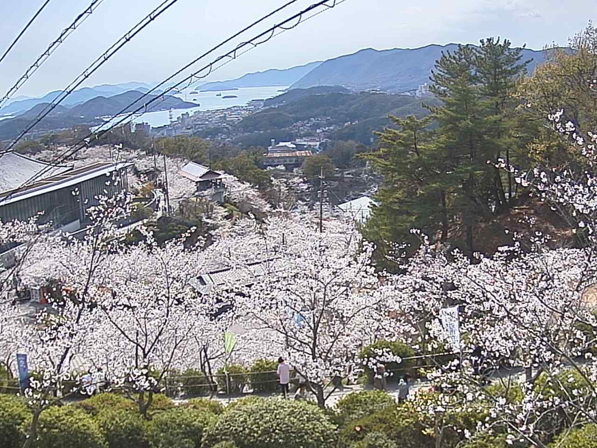 千光寺桜ライブカメラ(広島県尾道市東土堂町)