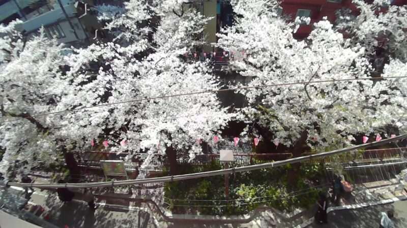 目黒川桜並木ライブカメラ(東京都目黒区青葉台)