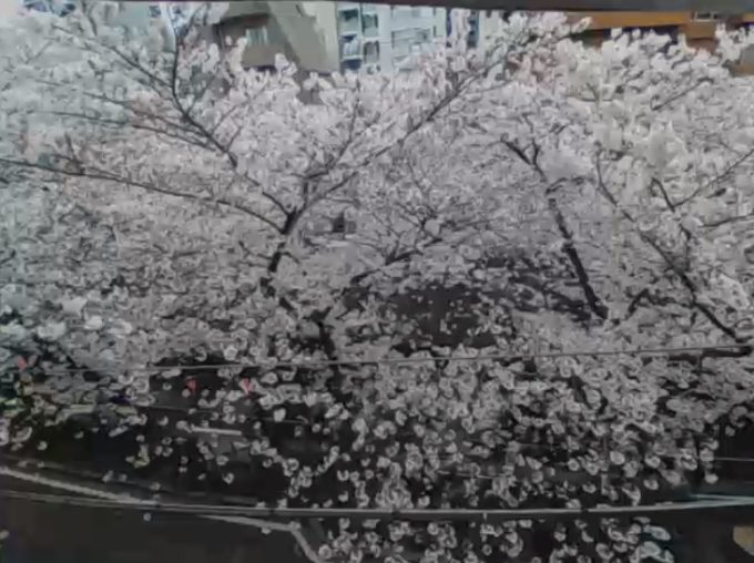 目黒川桜並木ライブカメラ(東京都目黒区青葉台)